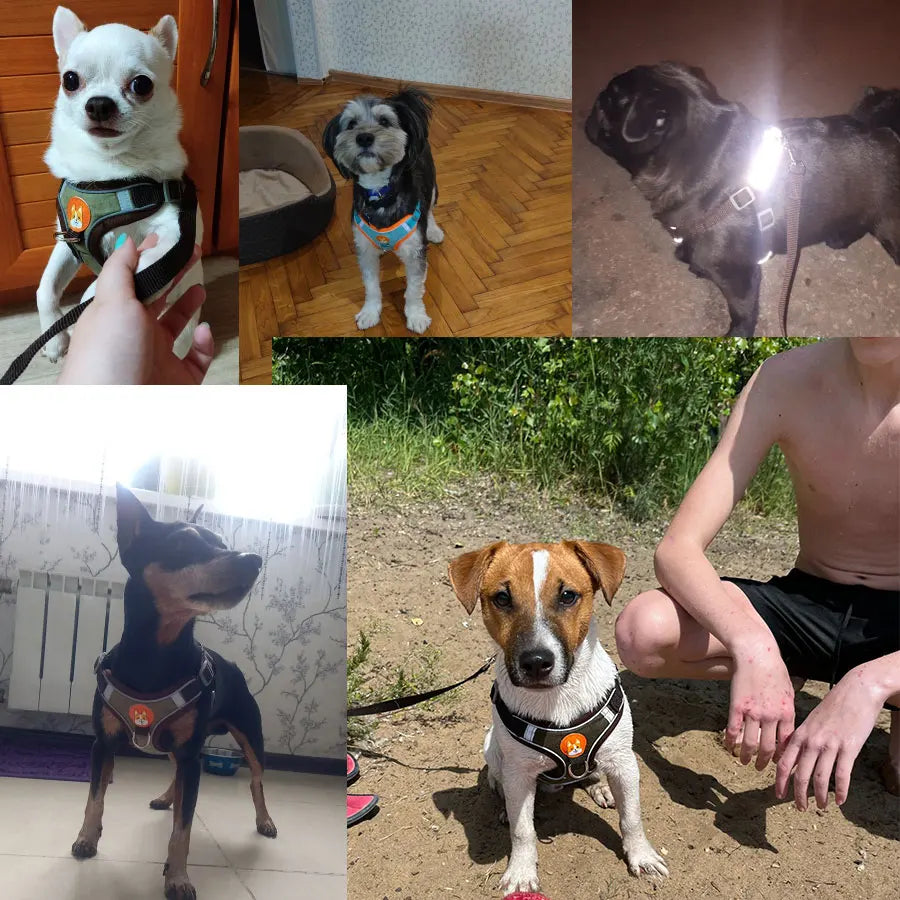 Pet Dog harness and leash set Reflect light Adjustable Puppy harness No Pull Outdoors Travel harness Dog Cute Pet Accessories